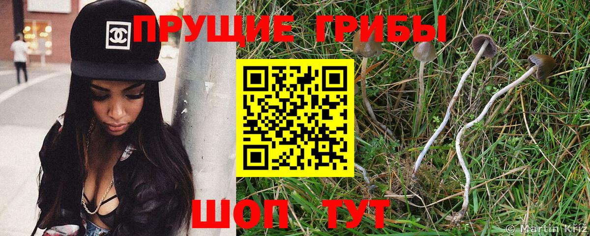Сунжа  Галлюциногенные грибы MAGIC MUSHROOMS  Вход с VPN 